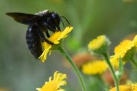 Xylocopa violacea