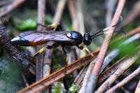 Ichneumon stramentarius