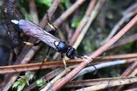 Ichneumon stramentarius