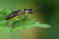 Tenthredo mesomela