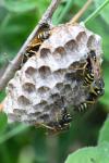 Polistes nimpha