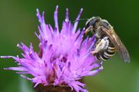 Halictus scabiosae