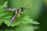 Tenthredo mesomela