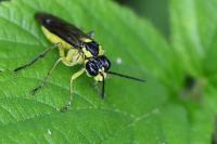 Tenthredo mesomela
