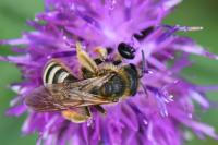 Halictus scabiosae