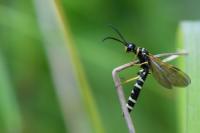 Phylloecus linearis
