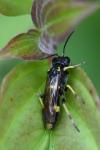 Zonuledo zonula