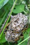 Polistes nimpha