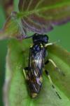 Zonuledo zonula