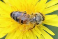 Apis mellifera