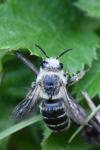 Andrena