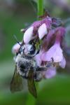 Andrena