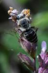 Andrena