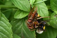 Vespa crabro