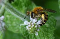 Colletes hederae