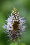 Colletes hederae