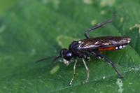 Macrophya militaris