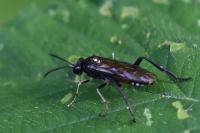Macrophya militaris
