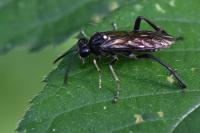 Macrophya militaris
