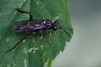 Macrophya militaris