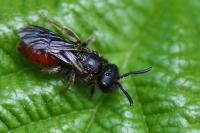 Sphecodes
