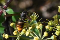 Vespa velutina