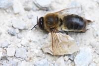 Apis mellifera