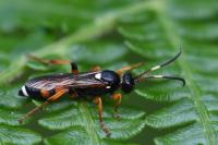 Ichneumon sarcitorius