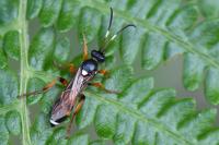 Ichneumon sarcitorius