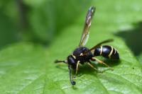 Odynerus spinipes