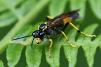 Tenthredo maculata