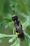 Zonuledo zonula