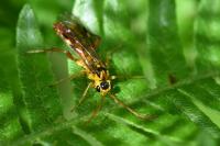 Tenthredopsis litterata