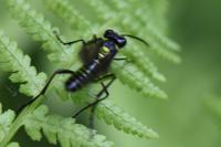 Tenthredo mesomela