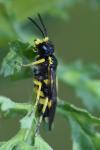 Zonuledo zonula