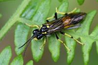 Tenthredo maculata