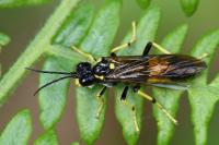 Tenthredo maculata