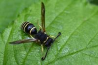 Odynerus spinipes