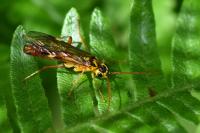 Tenthredopsis litterata