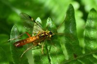 Tenthredopsis litterata