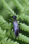 Tenthredo mesomela
