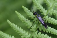 Tenthredo mesomela