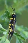 Zonuledo zonula