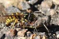 Vespula vulgaris