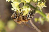Apis mellifera