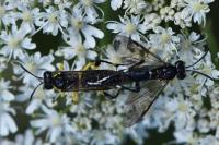 Macrophya montana