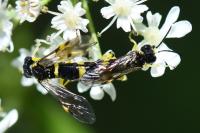 Zonuledo zonula