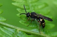 Nysson spinosus