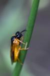 Selandria serva