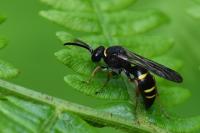 Nysson spinosus